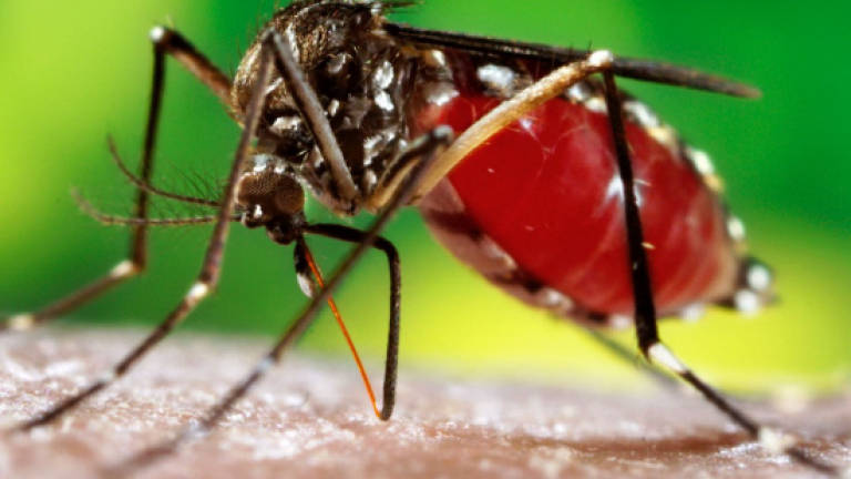More dengue cases in Labuan
