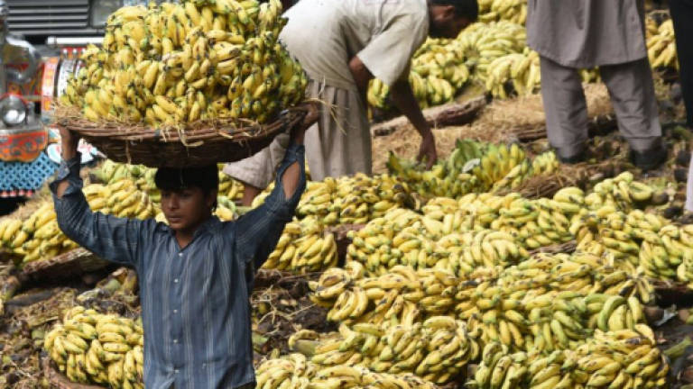 Bananas may help detect, cure skin cancer