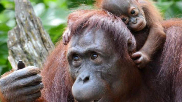 Bornean orangutan one step away from extinction