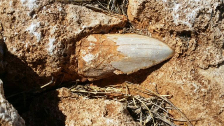 Ancient giant shark tooth goes missing in Australia