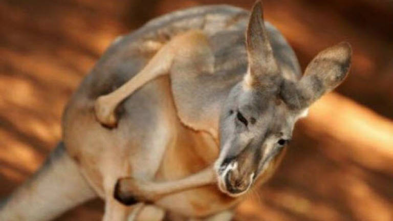 Kangaroo ruptures Australian woman's breast implants