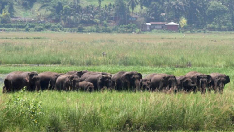 Shoot-to-kill: India hunts serial killer elephant