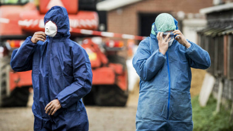Dutch kill 190,000 ducks to contain bird flu outbreak