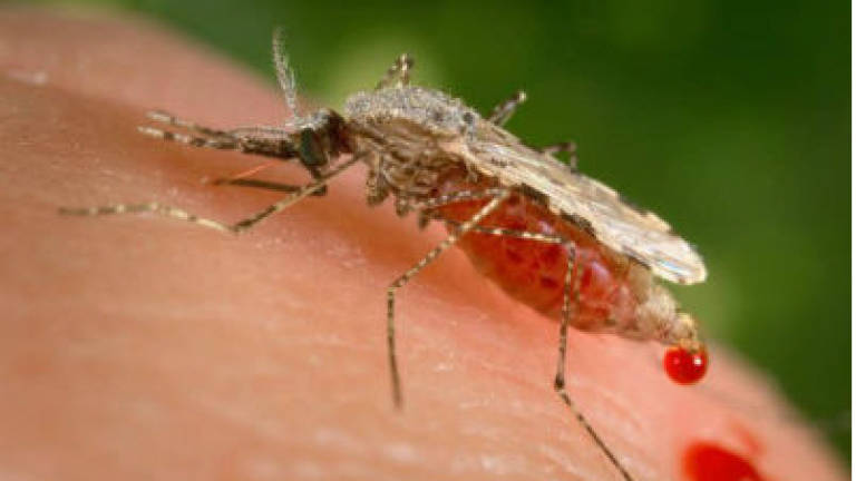 Pahang health dept denies outbreak of Zoonotic Malaria