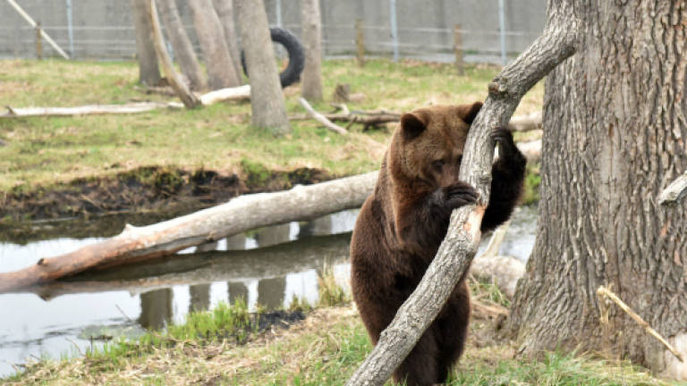 Second lease of life for abused circus bears in Ukraine
