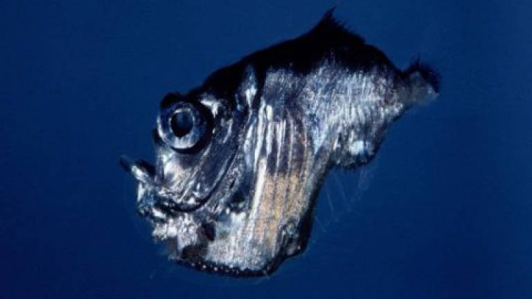A trick of the light: How the hatchetfish hides