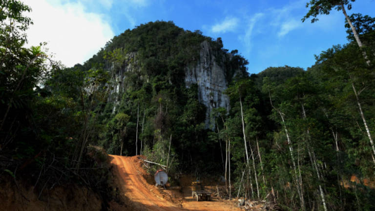 State govt to study DOE proposals on rehabilitating Merapoh forest