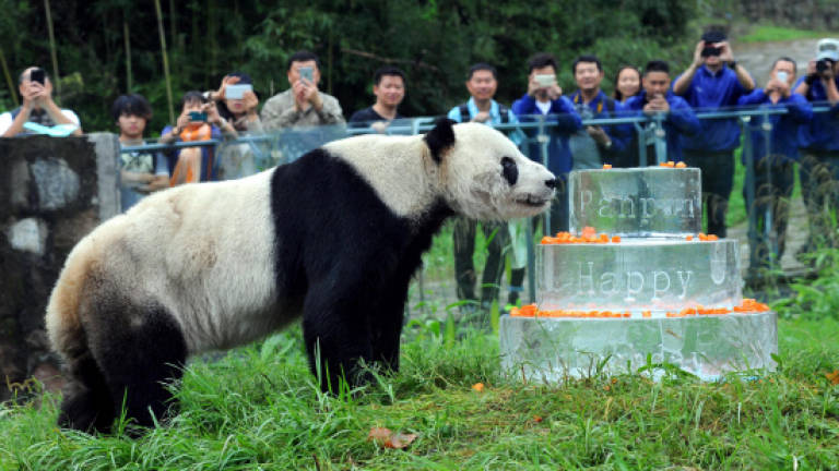World's oldest male panda dies