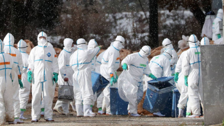 Japan culling 330,000 birds to fight avian flu