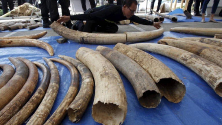 Traffic: Malaysia a key conduit in global illegal ivory trade