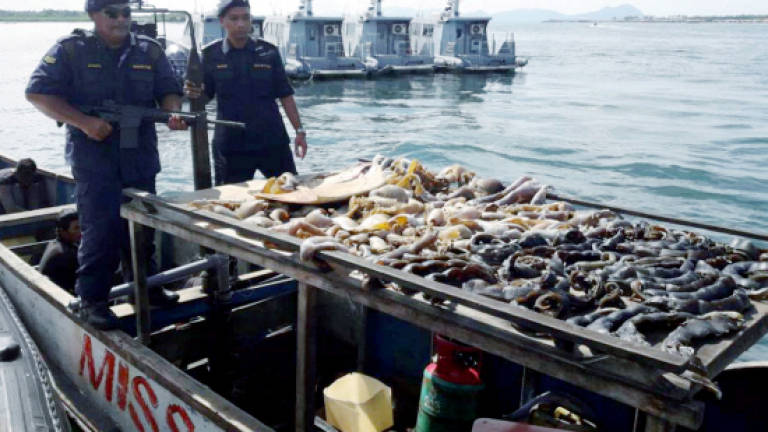 Five Filipinos arrested for hunting endangered sea turtles