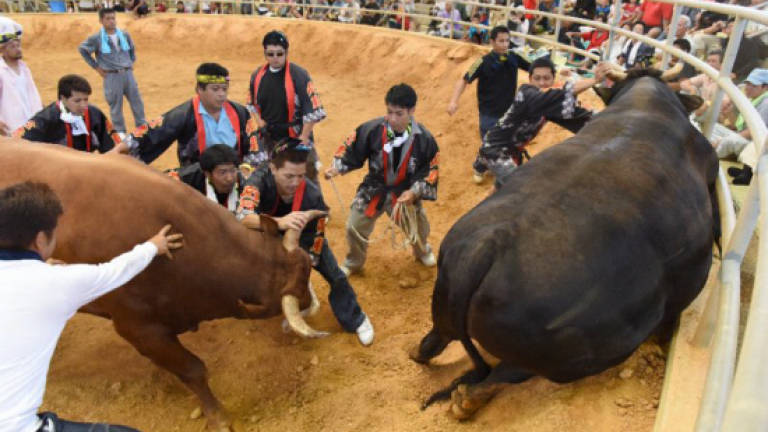 Japan bullfighting lifts 'men-only' rule