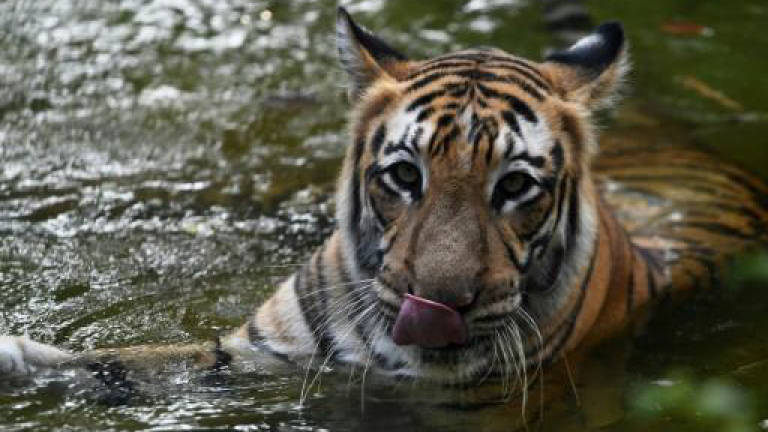 Indian rangers hunt 'man-eating' tiger