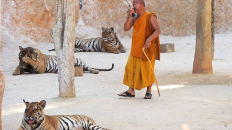 Tug-of-war resumes over Thai temple tigers