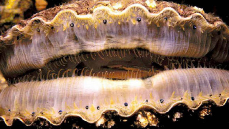 Scallops have 200 eyes, which function like a telescope