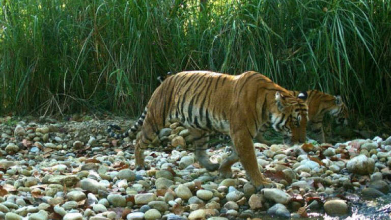 Tiger population nearly doubles in Nepal