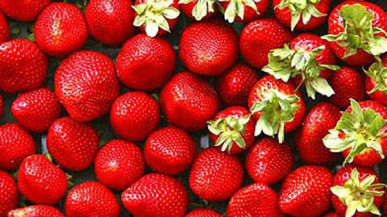 Aussie Agriculture Minister calls for prison sentence for strawberry needle offenders