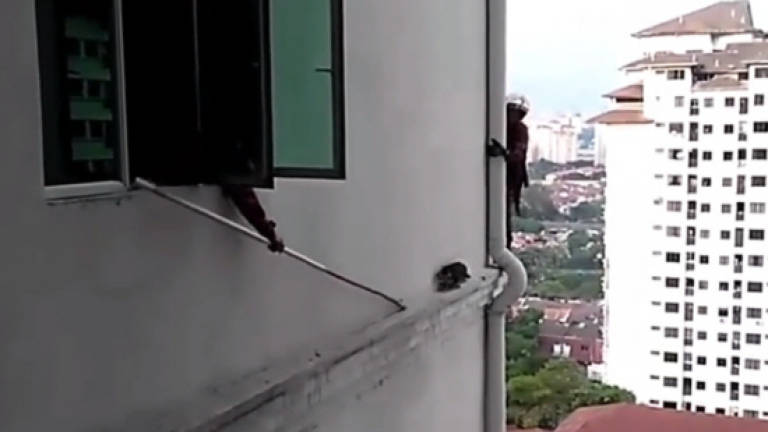(Video) Fireman pulls off daring cat rescue on 12th-floor ledge