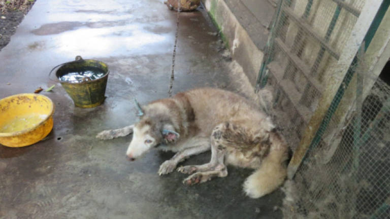 Man who neglected Husky dog jailed and fined RM8,000
