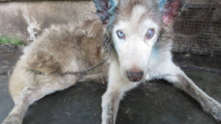 Man who neglected Husky dog jailed and fined RM8,000