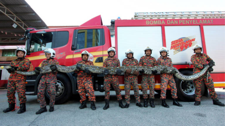 Firemen capture 7m-long python by the roadside near Kuantan