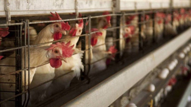 More than RM400,000 in compensation to H5N1-affected poultry farmers: Exco