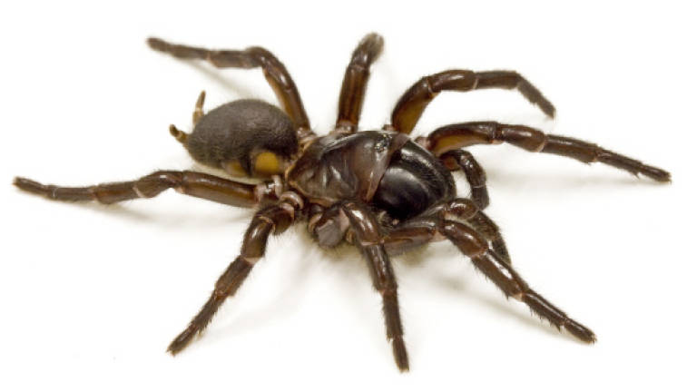 Spider venom may offer hope to stroke victims