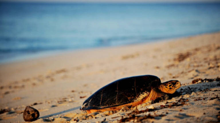 Sea turtles' sad fate: From restaurant menus to plastic 'soup'