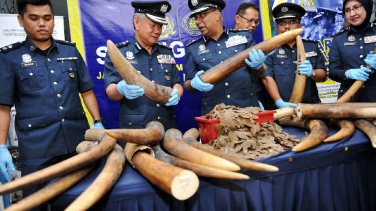 Sabah customs seizes elephant tusks, pangolin scales worth RM80.5m