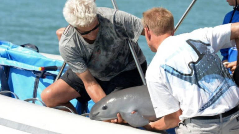 Mexican troops partner with activists to save vaquita porpoise