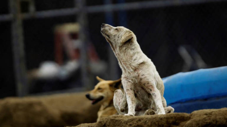 Over 100 stray dogs threaten residents