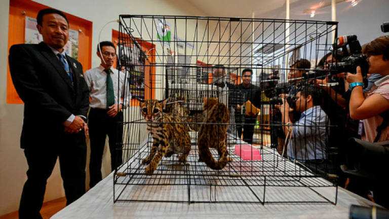 Five nabbed for rearing wildlife without permit