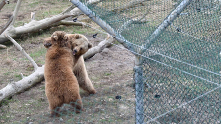 Second lease of life for abused circus bears in Ukraine