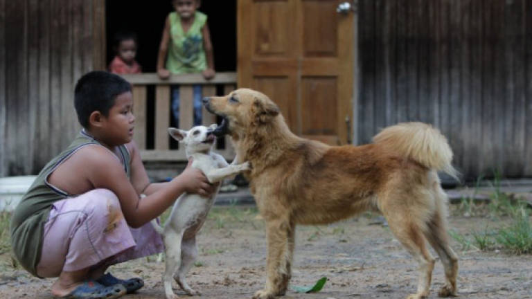 Sibu to be tough with irresponsible dog owners