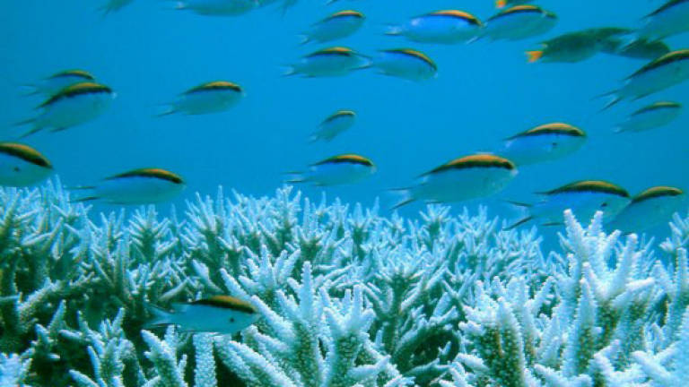 Plan ensures Great Barrier Reef not in danger: Australia