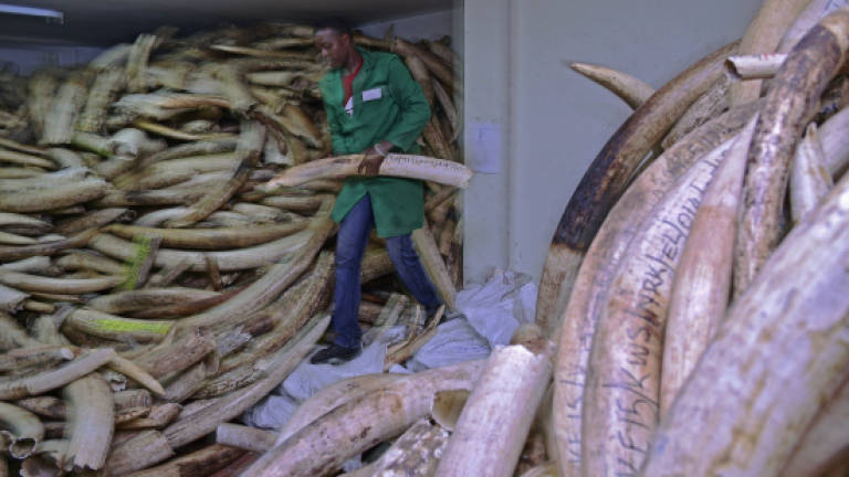 Namibia, Zimbabwe lose vote to allow ivory trade: Cites