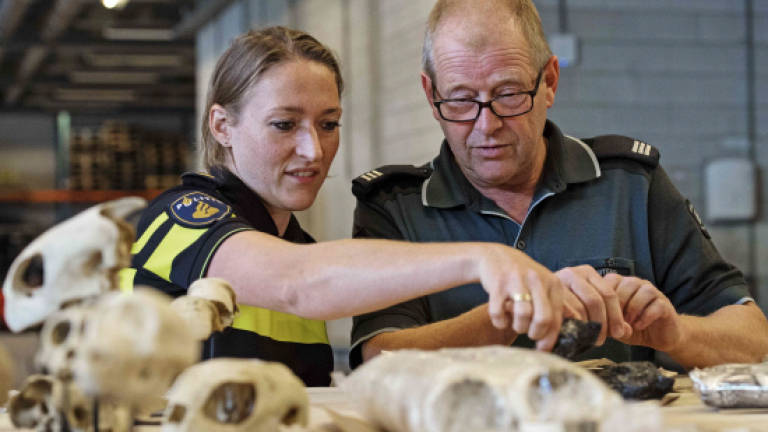 Dutch police seize two tonnes of coral, illegal animal parts
