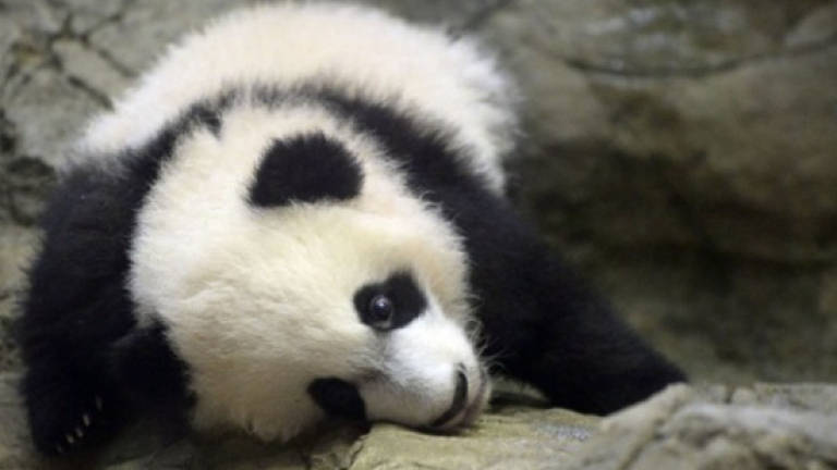 Pandas rebounding, but their habitat isn't: study