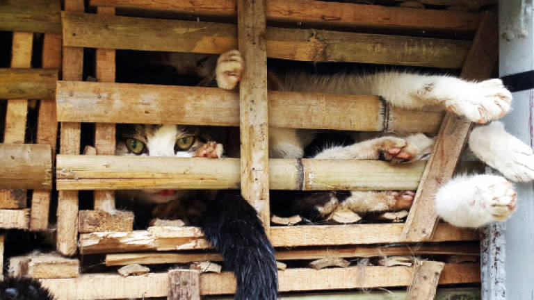 Thousands of seized cats feared buried alive in Vietnam