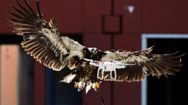 Dutch police ground drone-fighting eagles