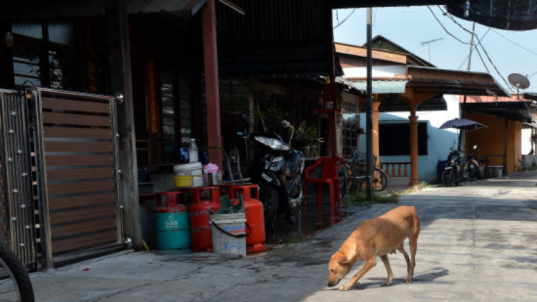 Matang declared a rabies outbreak area