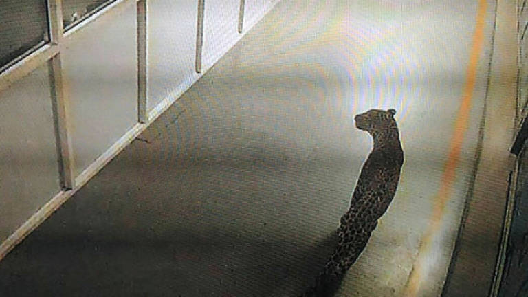 Leopard on the loose in Indian car factory