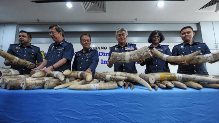 RM7.2 million of elephant tusks seized