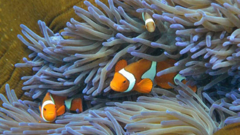 Scientists warn El Nino coral damage could be worst ever