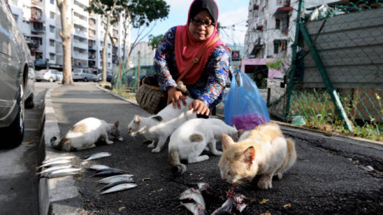Animal lover organises food project for stray cats during Ramadan