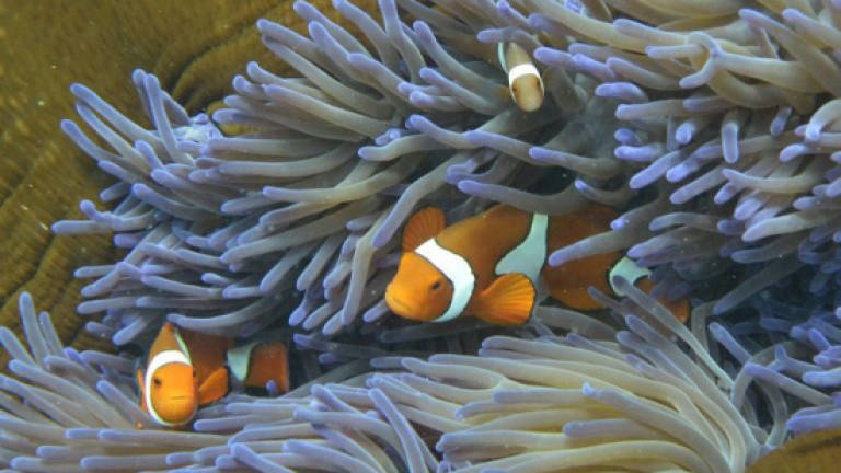 Scientists discover resilient 'heart' of Great Barrier Reef
