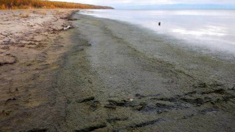 Mass seal deaths in Russia's Lake Baikal