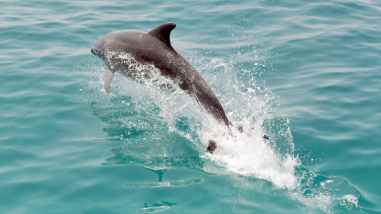 Solomon Islands dolphins pay heavy price for teeth