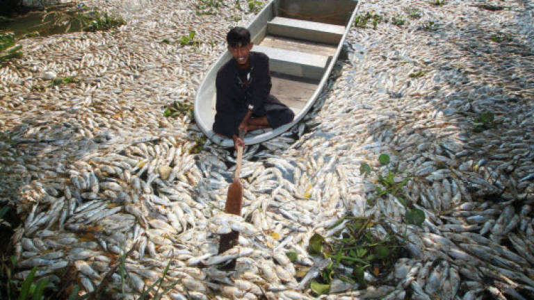 Thousands fish die in Sungai Kerian