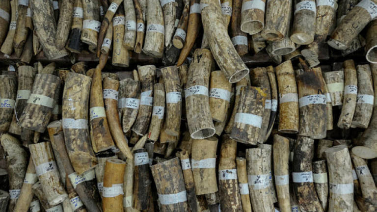 KLIA Customs seize 36kg of smuggled ivory tusks and detain Vietnamese national